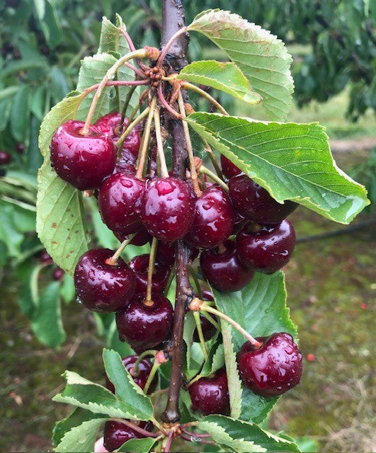 Lammas - marking a mid-point between summer and autumn