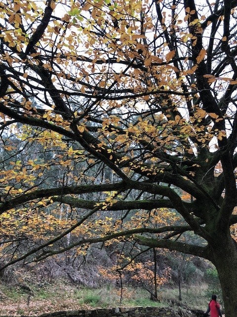 Winter: Tending to your inner light